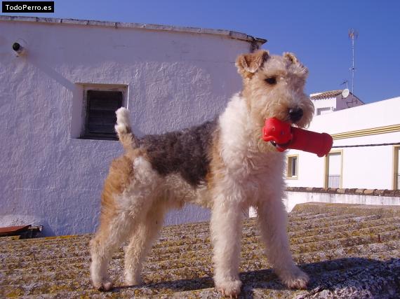 Foto del perro Melo