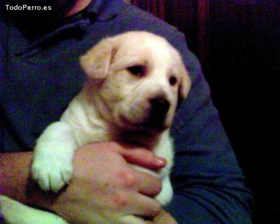 Foto del perro Baco