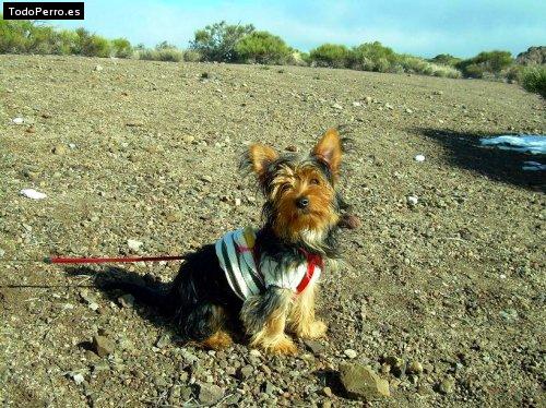 Foto del perro Benji