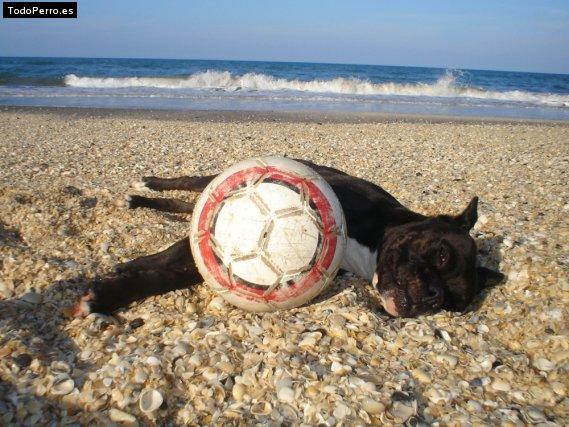 Foto del perro Nelly
