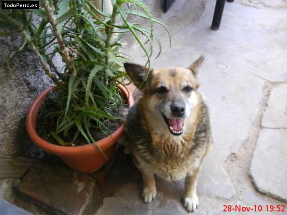 Foto del perro Morena clara