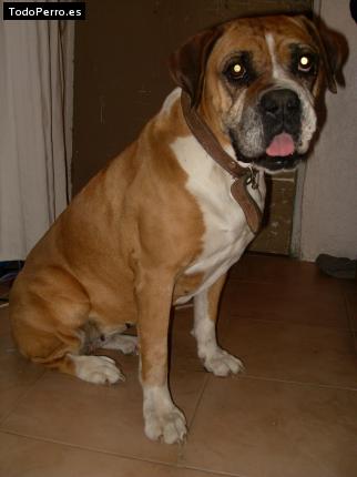 Foto del perro Keli