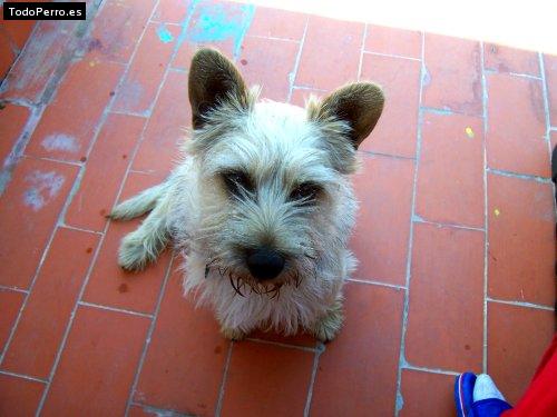 Foto del perro Chiki