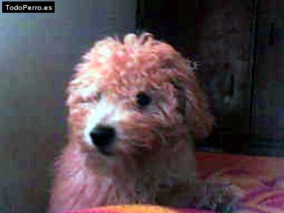 La foto del perro Christopher Foto del perro Christopher