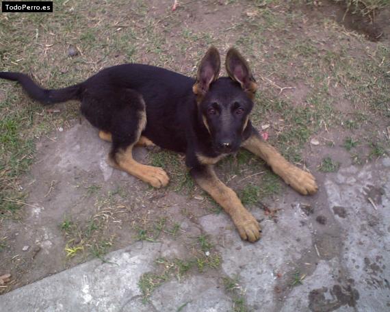 Foto del perro Alma