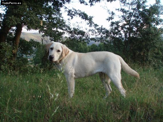 Foto del perro Pepa