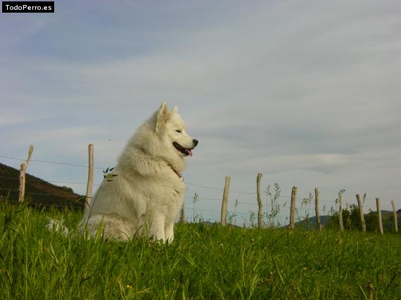 Foto del perro Yin