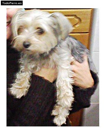 Foto del perro Nuki