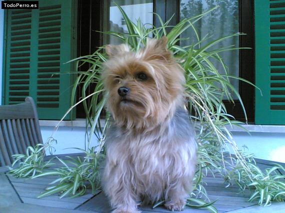 Foto del perro Sacha