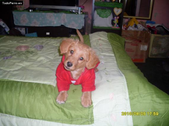 Foto del perro Chester