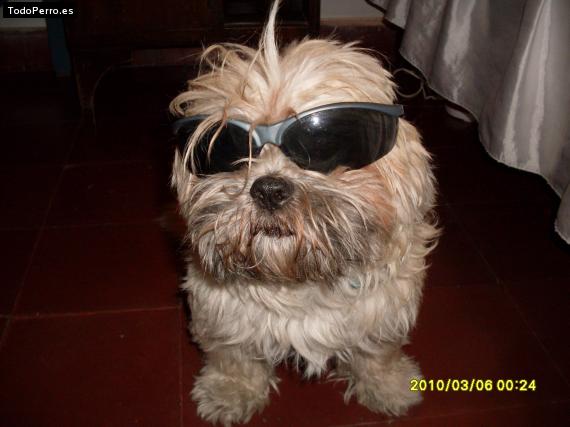 Foto del perro Docky