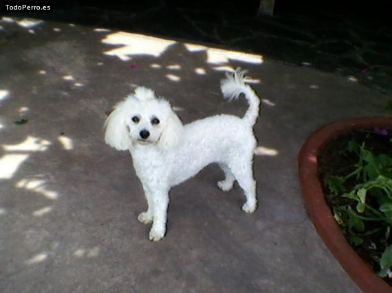 Foto del perro Candy