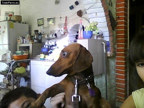 Foto del perro Benito