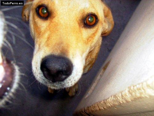 Foto del perro Salome