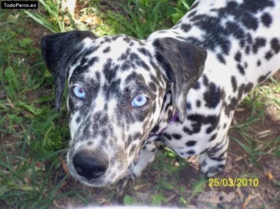 Foto del perro Celestina