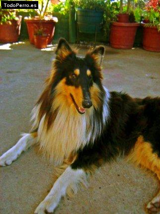 Foto del perro Renato