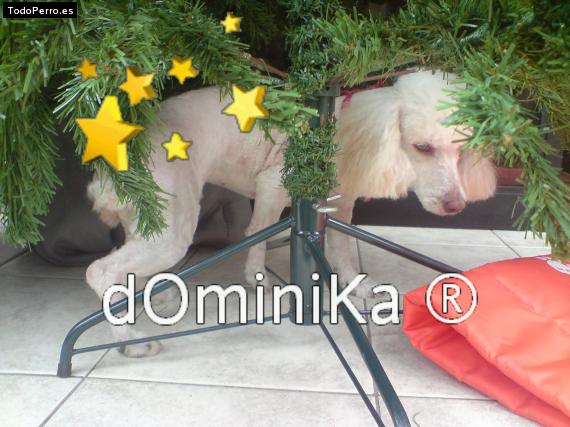 Foto del perro Dominika