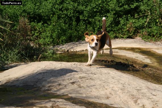 Foto del perro Nema