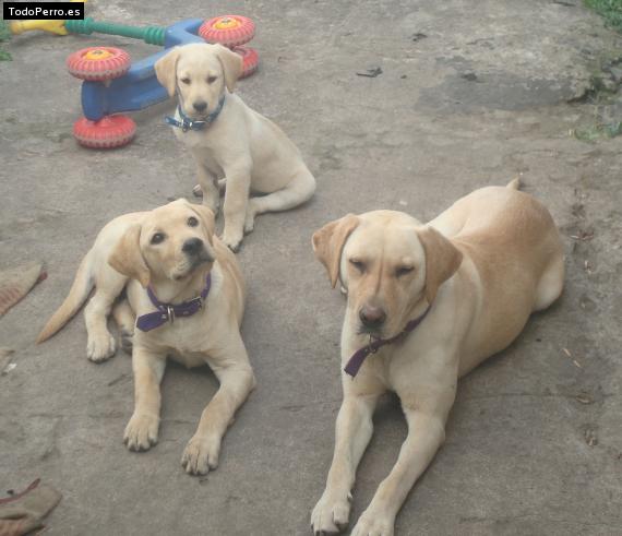 Foto del perro Luna, daima y scott