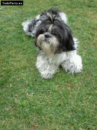 Foto del perro Roque
