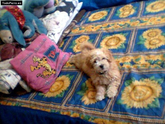 Foto del perro Harry