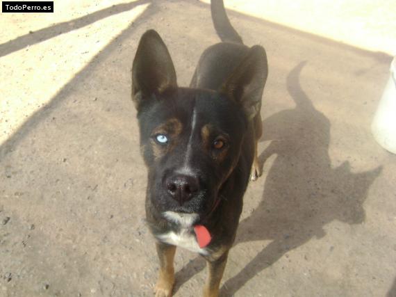 Foto del perro Niño