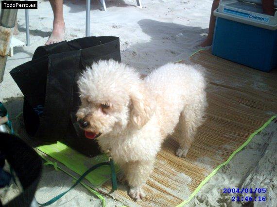Foto del perro Bethoven