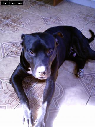 Foto del perro Reibon
