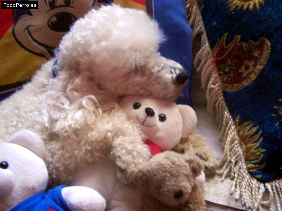 Foto del perro Junior