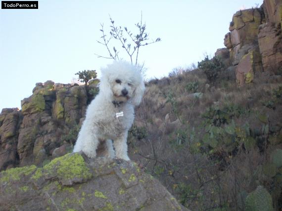 Foto del perro Pulgas