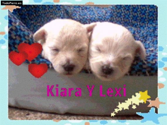 Foto del perro Kiara y lexy