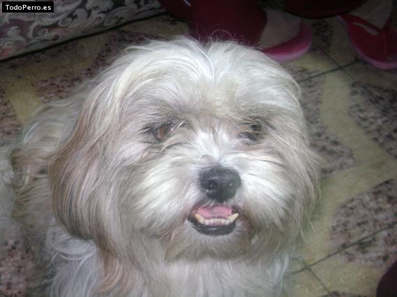 Foto del perro Joven