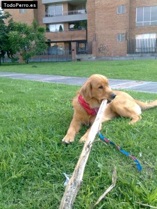 Foto del perro Forlan