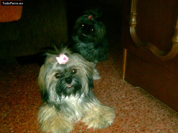 Foto del perro Esmi