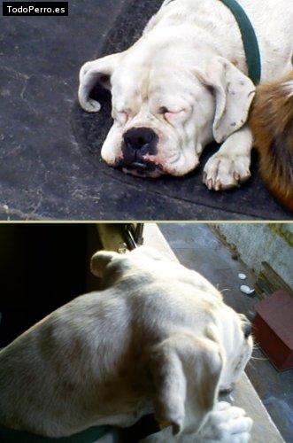 Foto del perro Saba