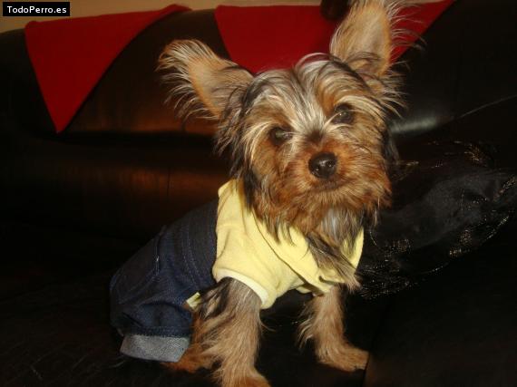 La foto del perro
