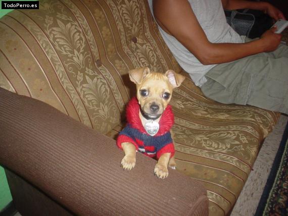 Foto del perro Thanny