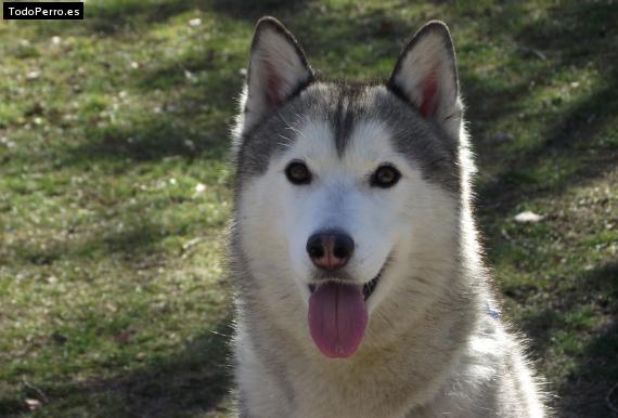 Foto del perro Luna