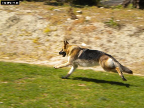 Foto del perro Gala