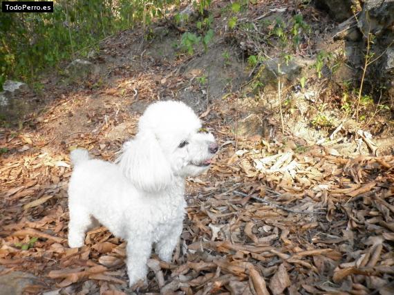 Foto del perro Ginna