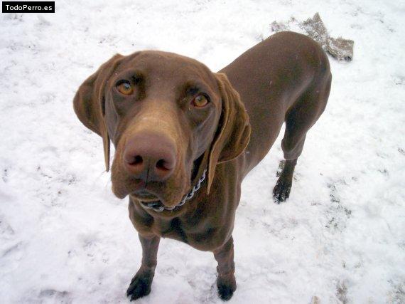 Foto del perro Jara