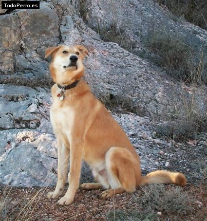 Foto del perro Cubo