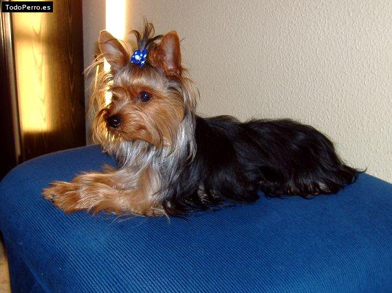 Foto del perro Toy
