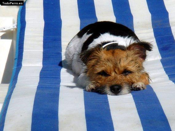 Foto del perro Trufa