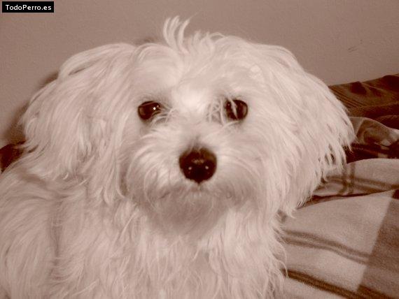 Foto del perro Ninfa