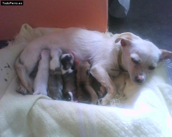 Foto del perro Foca