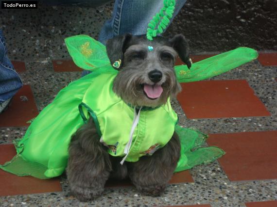 Foto del perro Juana