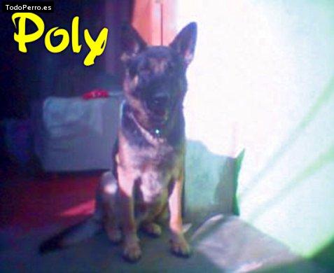 Foto del perro Poly