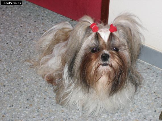 Foto del perro Esquitx