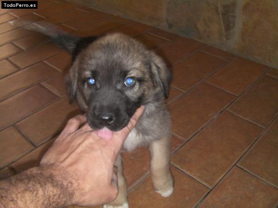 Foto del perro Sevillano